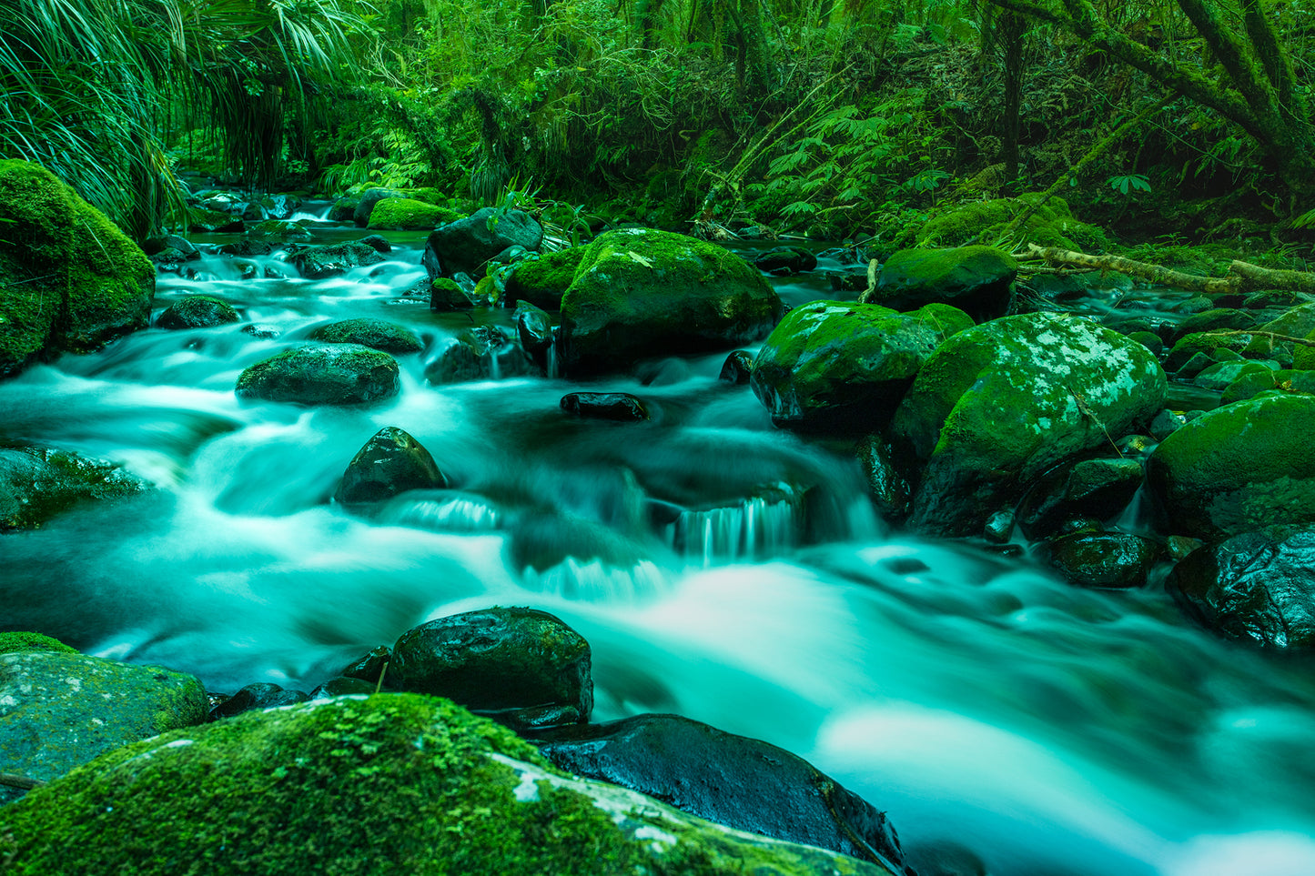 Mossy Rocks - Maungakawa Bush Reserve